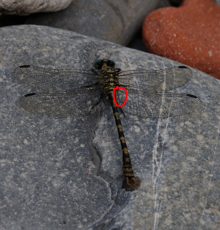 Onychogomphus forcipatus unguiculatus